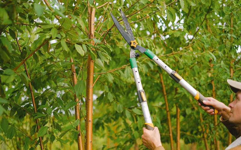 Tree trimming in Campbellsburg, IN